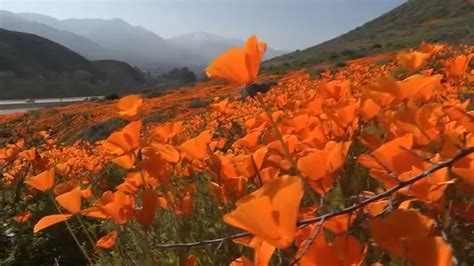 Lake Elsinore Super Bloom Has Visitors Flocking To See Poppies Abc7