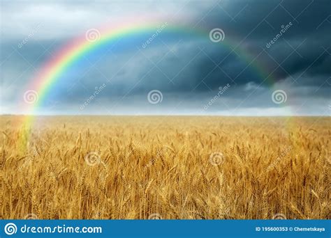 Amazing Rainbow Over Wheat Field Stock Image Image Of Dark