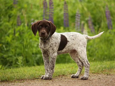 Full breed german shorthaired pointers. German Shorthaired Pointer - SpockTheDog.com