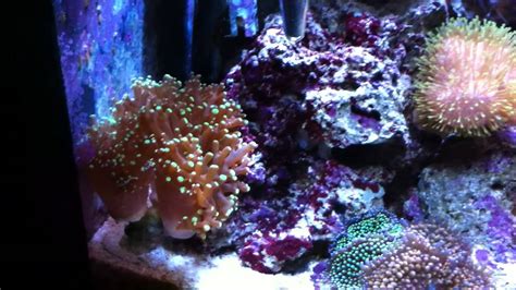 Biocube 29 Hqi Saltwater Tank 5 Youtube