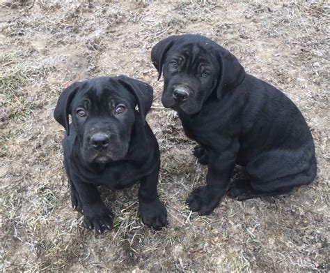 Cane corso dogs and puppies that are impossible to forget. Cane Corso puppy dog for sale in Columbus, Ohio