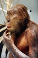 250 best 15-Paranthropus boisei images on Pinterest ...