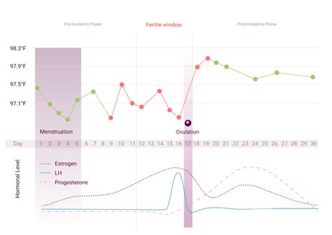 You may be fertile from the day. What is the Menstrual Cycle? | Menstrual Cycle Phases ...