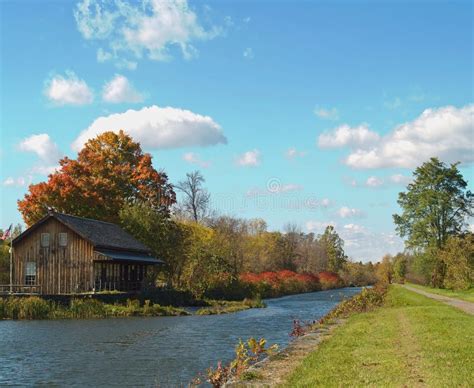 Country Scene With Cow Watching Ducks Stock Image Image Of Scenic