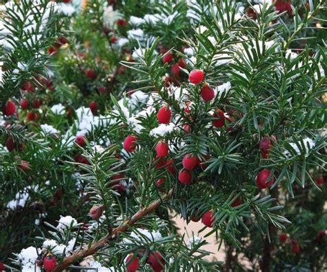 17 Popular Dwarf Evergreen Trees For Your Garden Horticulture