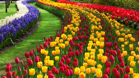 Tulip Flower Garden Free Stock Photo Public Domain Pictures