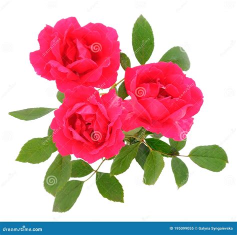 Red Roses Flowers Stock Image Image Of Greeting Isolated 195099055