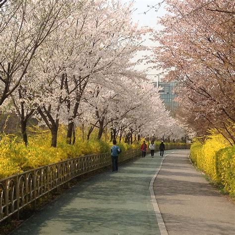 Cherry Blossoms And Forsythia In Spring Seoul South Korea Travel