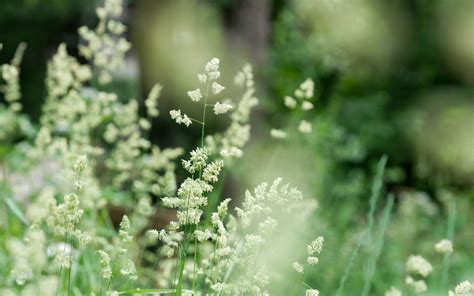 Download Wallpaper 3840x2400 Grass Field Plant Blur 4k Ultra Hd 16