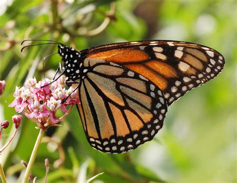 Photo Of Monarch Butterfly Danaus Plexippus Feeding