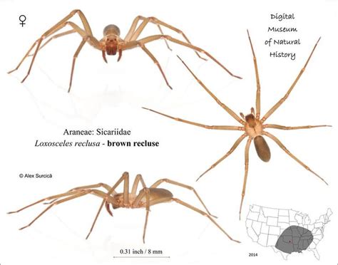 The Brown Recluse Spider Or Violin Spider Loxosceles Reclusa