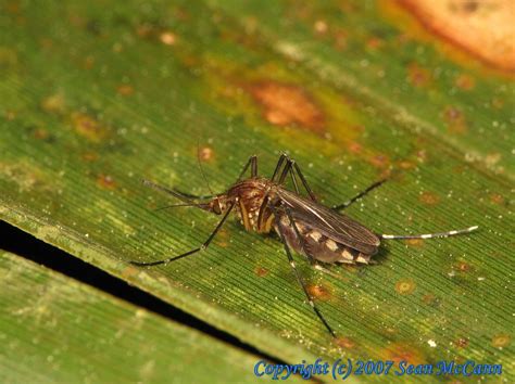 Diptera Culicidae Aedes Canadensis Woodland Pool Mosquito Female A
