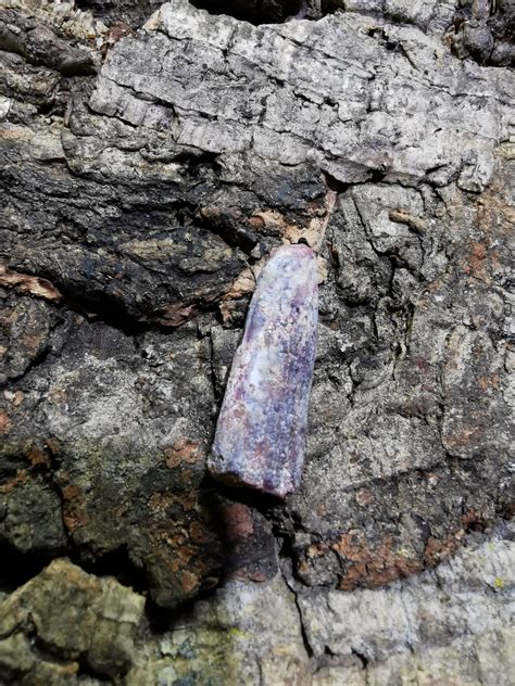 Sauropod Tooth (30mm) - Ridgeway Frozen