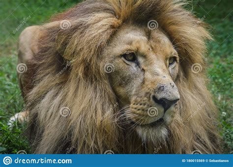 Close Up Portrait Of A Majestic Lion Resting In The Grass Stock Image