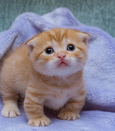 Reasons You Shouldnt Buy A Munchkin Cat Munchkin Kitten Store
