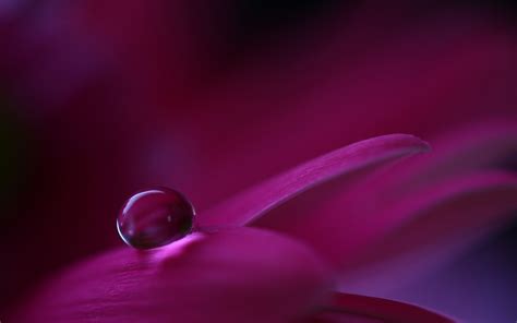 Wallpaper Flowers Nature Red Purple Water Drops Circle Pink