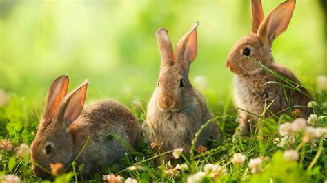 What Do Wild Rabbits Eat A Guide To The Natural Wild Rabbit Diet