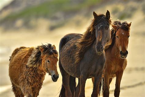 29 Things You Need To Know About The Wild Horses Of Sable Island