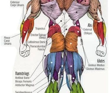 To determine origin, insertion and principle action of muscles. Major muscles of the body, with their COMMON names and ...