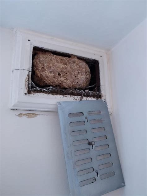 Because to properly understand the presence of cicadas in so many. Insect Buzzing Sound In Wall | Mice