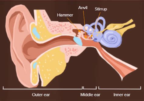 Identify The Three Delicate Bones Which Are Present In The Middle Ear