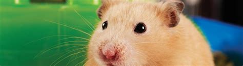 Is Food Coloring Safe For Hamsters Wallpapers Hd References