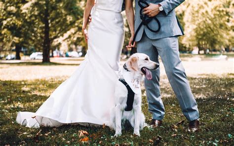 How To Include Your Dog In Your Wedding Day Outdoor Ceremonies