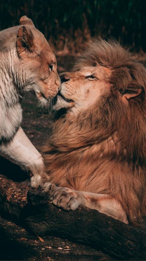 Animal Relationship Goals Büyük Kediler Yavru Aslan Aslanlar