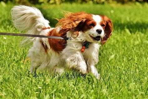 11 Things You Should Know About The Cavalier King Charles Spaniel