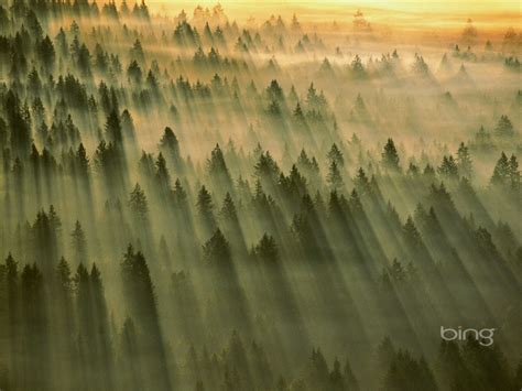 Vast Forest May 2013 Bing Wallpaper Preview