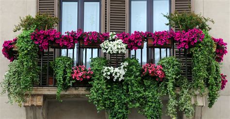 Existen muchas plantas colgantes de exterior que pueden decorar tu ventana o balcón, tienes muchas opciones entre plantas bajas, altas, frondosas, sin una duda esta seria una combinación. Cinco plantas perfectas para el balcón - Blog Verdecora