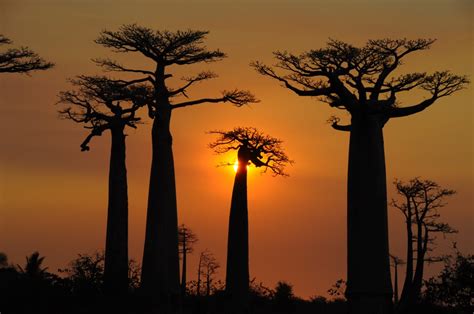 Baobab De Madagascar Arbre Malgache — Malagasy Tours