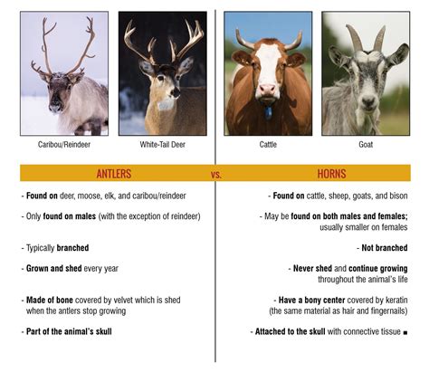 antlers vs horns dekalb county farm bureau connections