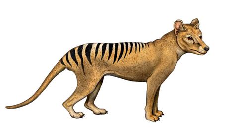 Brain Scans Show Tasmanian Tigers Were Smart But That Still Didnt