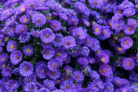 20 Gorgeous Purple Perennials Photos Garden Lovers Club Purple