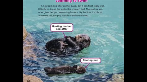 Sea Otter Pups Read Aloud Youtube