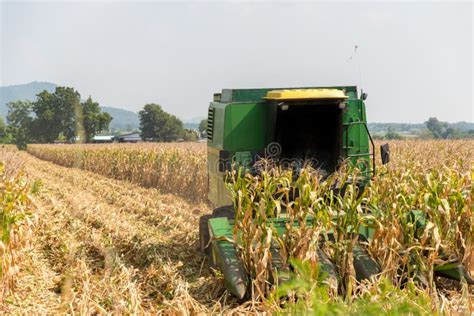 Combine Harvesters Are Working In Corn Fields Harvesting Of Corn Field