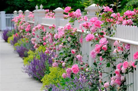 How To Train And Prune Climbing And Bush Roses