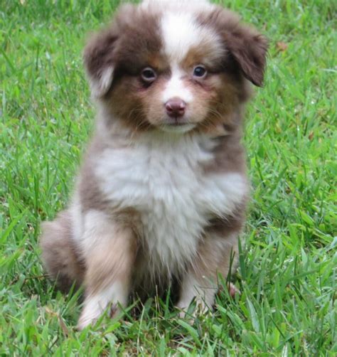 Mini American And Australian Shepherd Puppies For Sale In Wi At Starck’s Miniature American