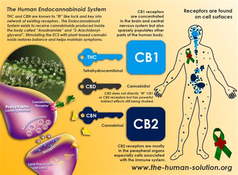 Efectos De La Cannabis En El Organismo Instituto De Bioética