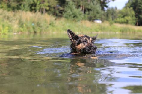 German Shepherd Swims In The Water Stock Image Image Of Game Water