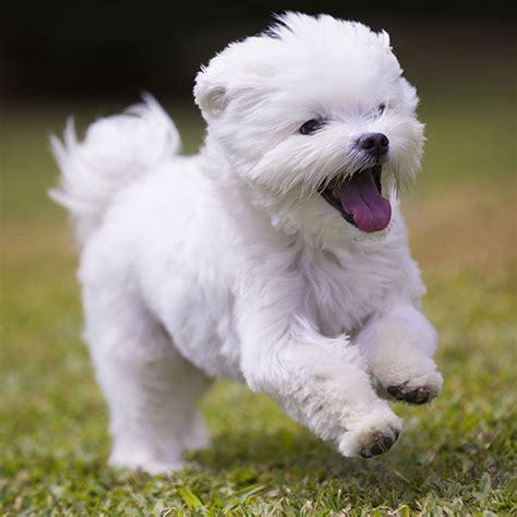 1 Maltese Puppies For Sale In New York Uptown