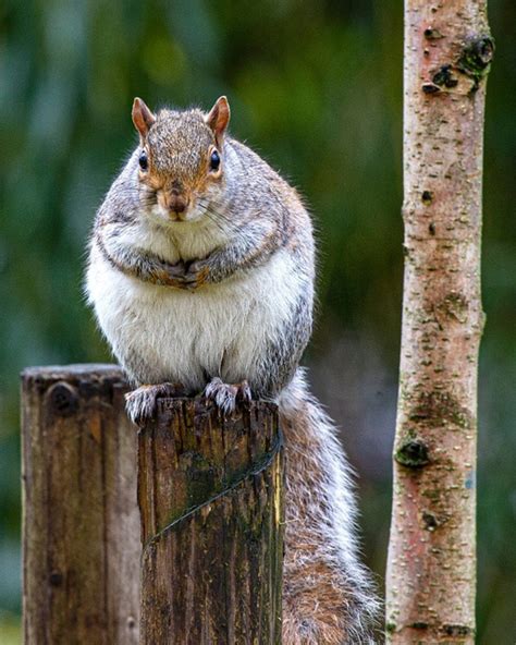 fat squirrels that totally overate this winter
