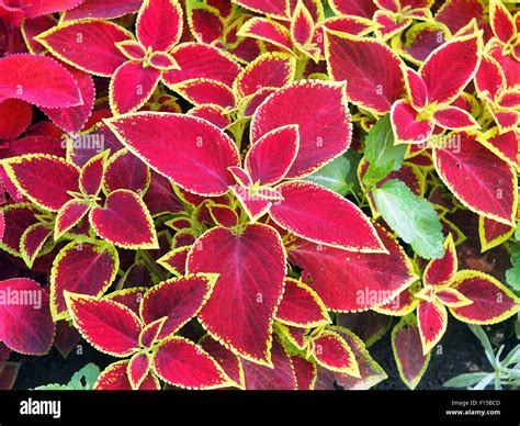 Coleus Red Plant Hi Res Stock Photography And Images Alamy