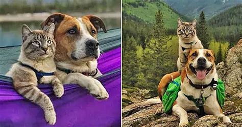 This Cat And Dog Love Traveling Together And Their Pictures Are