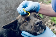Rocky Mountain Spotted Fever in Dogs | Flat Rock Vet | Western Carolina ...
