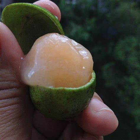 Mamon Fruta Tropical De Venezuela