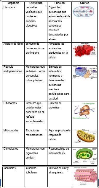 Tabla Con Los Organelos Celulares Y Su Funcion Ecosia Clase De