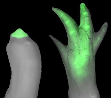 Grafted Limb Cells Acquire Molecular Fingerprint Of New Location