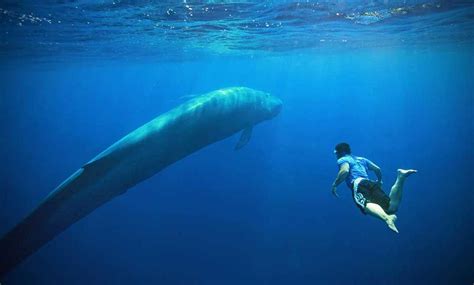 10 Interesting Blue Whale Facts With Pictures Pickytop